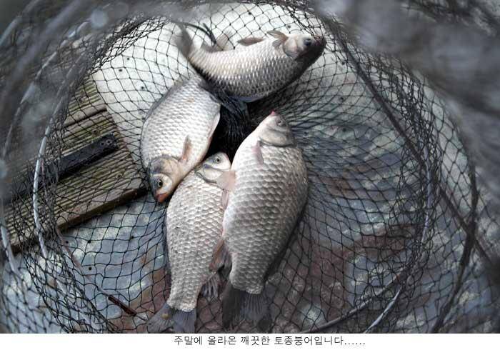 신봉지 12월10 조황입니다 (유료터정보 - 유료터점주조황)