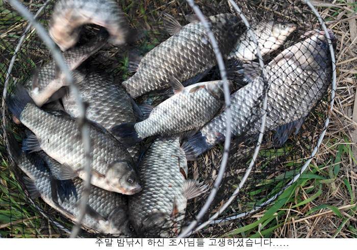 신봉지 4월 두째주말 조황입니다 (유료터정보 - 유료터점주조황)