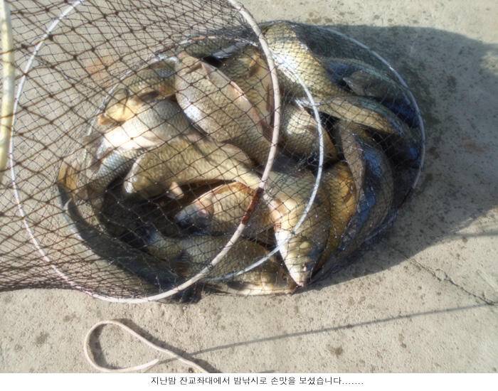 힘좋은 붕어가 올라옵니다 (유료터정보 - 유료터점주조황)