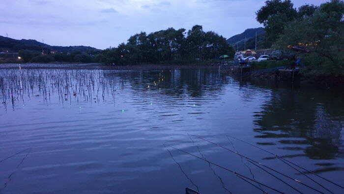 아산명품 월랑낚시터 5월 세번째 조황이야기입니다 (유료터정보 - 유료터점주조황)