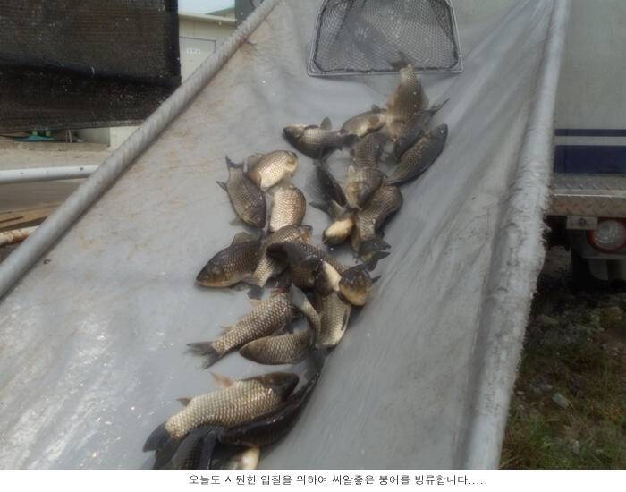 날씨따라서 조황도 올라갑니다 (유료터정보 - 유료터점주조황)