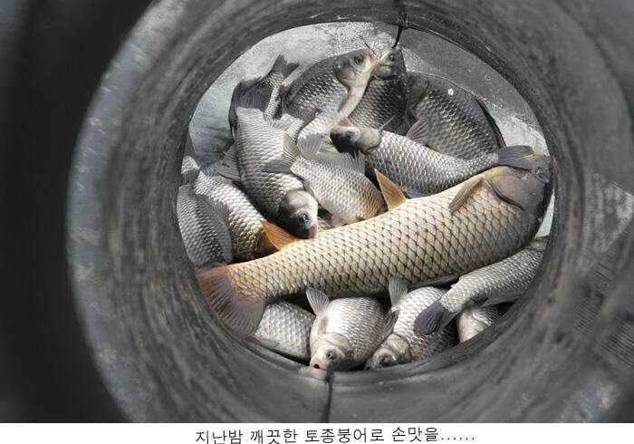 산란준비하는 토종붕어가 (유료터정보 - 유료터점주조황)