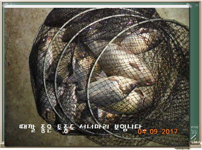도심속의 작은 쉼터 화성 관리 낚시터입니다좋습니다 (유료터정보 - 유료터점주조황)