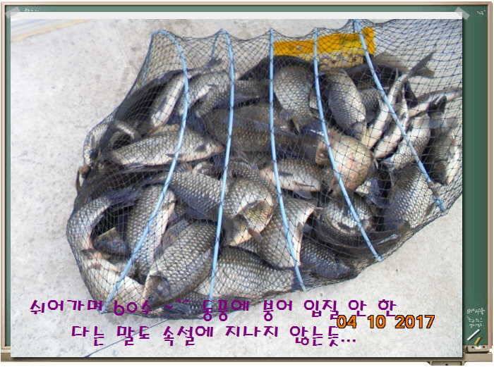 도심속의 작은 쉼터 화성 관리 낚시터입니다좋습니다 (유료터정보 - 유료터점주조황)