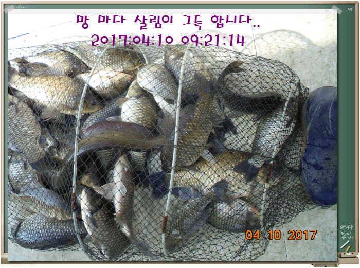 도심속의 작은 쉼터 화성 관리 낚시터입니다좋습니다 (유료터정보 - 유료터점주조황)