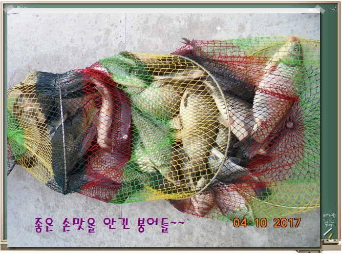 도심속의 작은 쉼터 화성 관리 낚시터입니다좋습니다 (유료터정보 - 유료터점주조황)