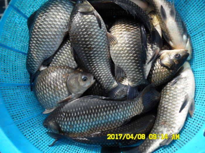 경주동산낚시터 (유료터정보 - 유료터점주조황)