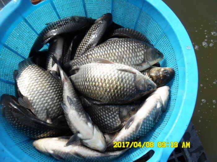 경주동산낚시터 (유료터정보 - 유료터점주조황)