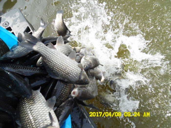 경주동산낚시터 (유료터정보 - 유료터점주조황)