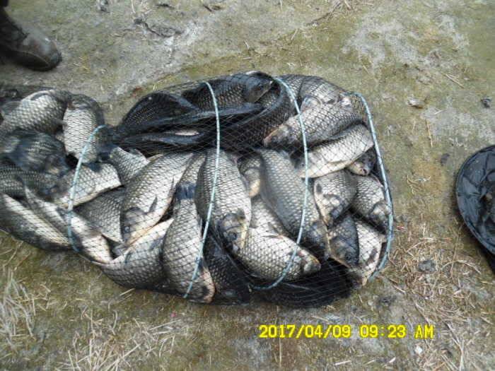 경주동산낚시터 (유료터정보 - 유료터점주조황)