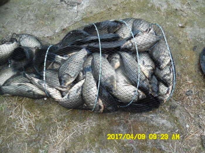 경주동산낚시터 (유료터정보 - 유료터점주조황)