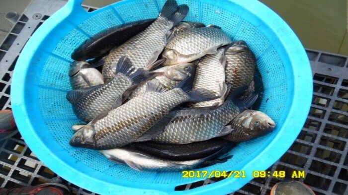 경주동산낚시터 (유료터정보 - 유료터점주조황)