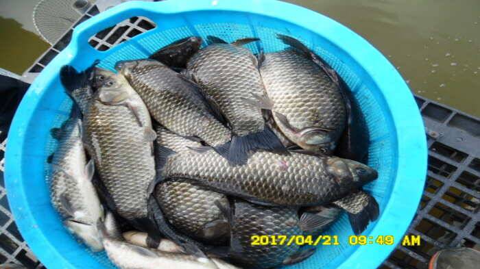 경주동산낚시터 (유료터정보 - 유료터점주조황)