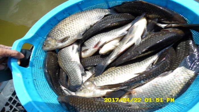 경주동산낚시터 (유료터정보 - 유료터점주조황)