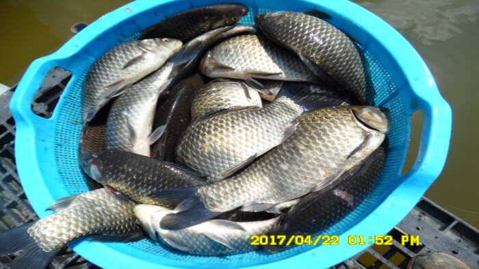경주동산낚시터 (유료터정보 - 유료터점주조황)