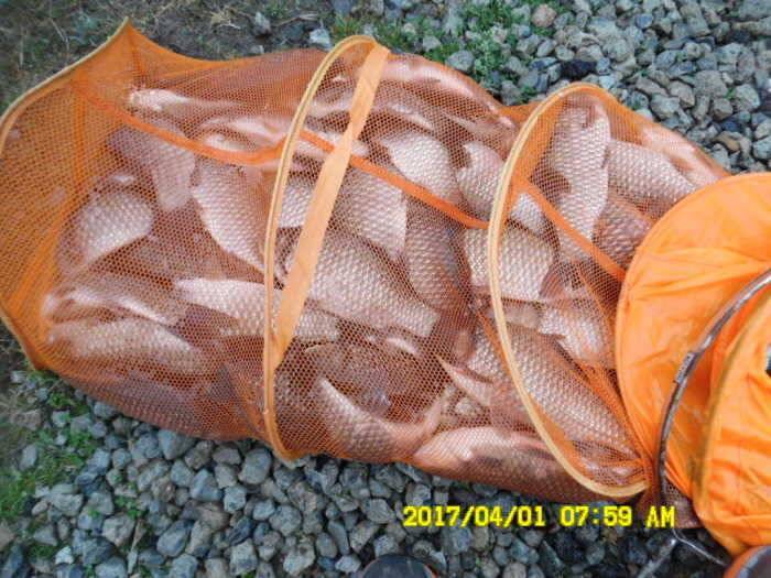 경주동산낚시터 (유료터정보 - 유료터점주조황)