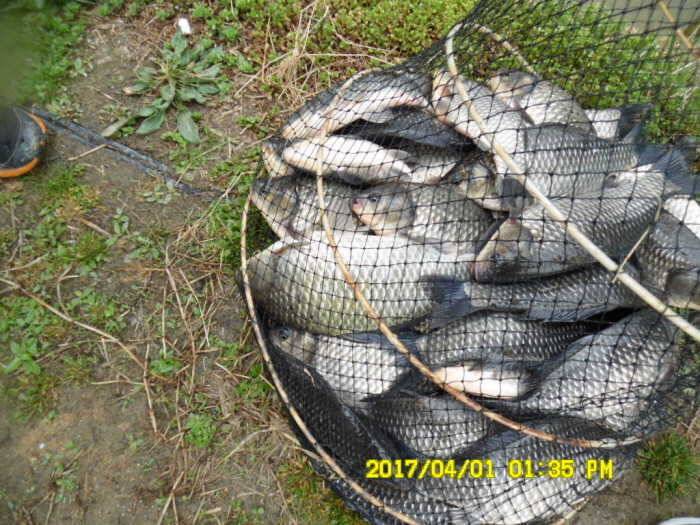 경주동산낚시터 (유료터정보 - 유료터점주조황)