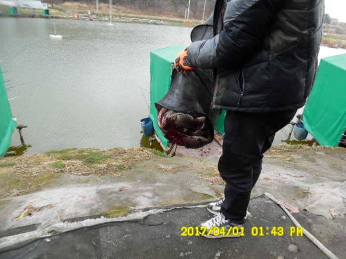 경주동산낚시터 (유료터정보 - 유료터점주조황)