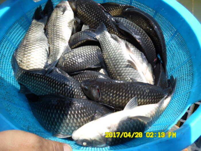경주동산낚시터 지난주 조황 (유료터정보 - 유료터점주조황)