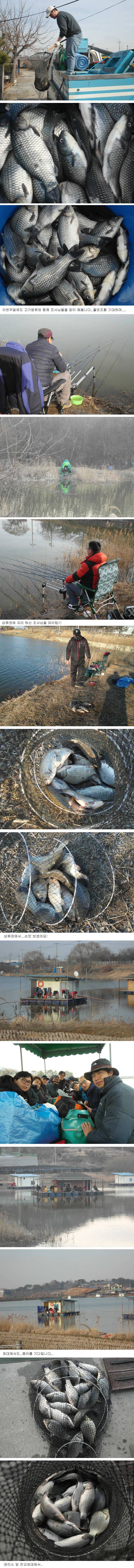 오랜만에 4짜붕어와 함께한 주말조황정보 (유료터정보 - 유료터점주조황)