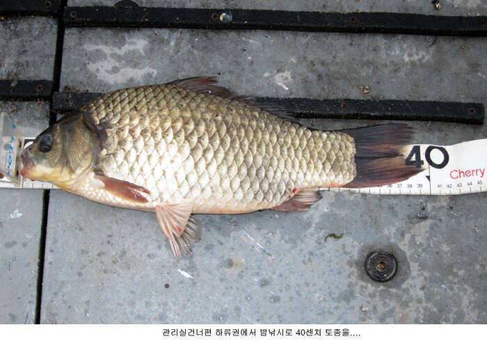 오늘도 4짜 토종월척이 (유료터정보 - 유료터점주조황)
