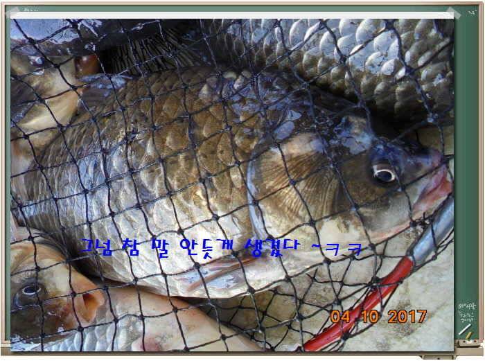 도심속의 작은 쉼터 화성 관리 낚시터입니다 (유료터정보 - 유료터점주조황)