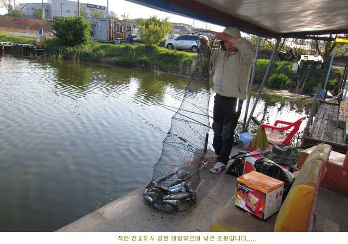 태풍급 바람속에서도 올라온 붕어 (유료터정보 - 유료터점주조황)