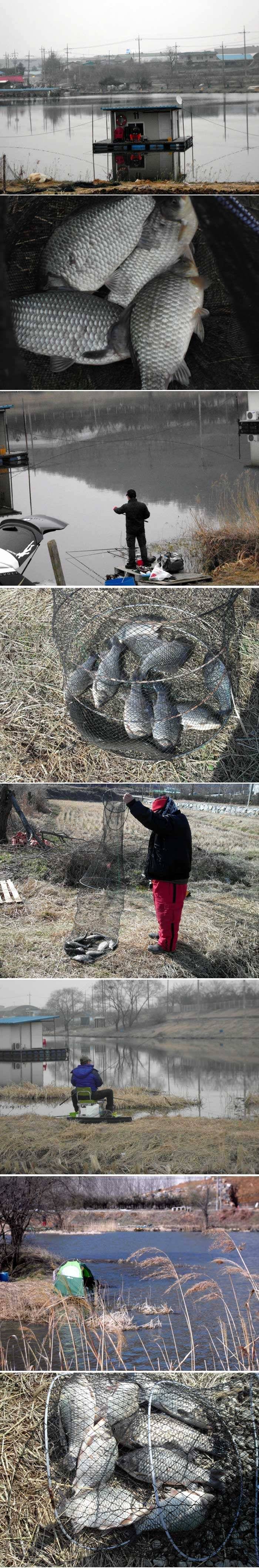 신봉지 어제밤낚시 조황입니다 (유료터정보 - 유료터점주조황)