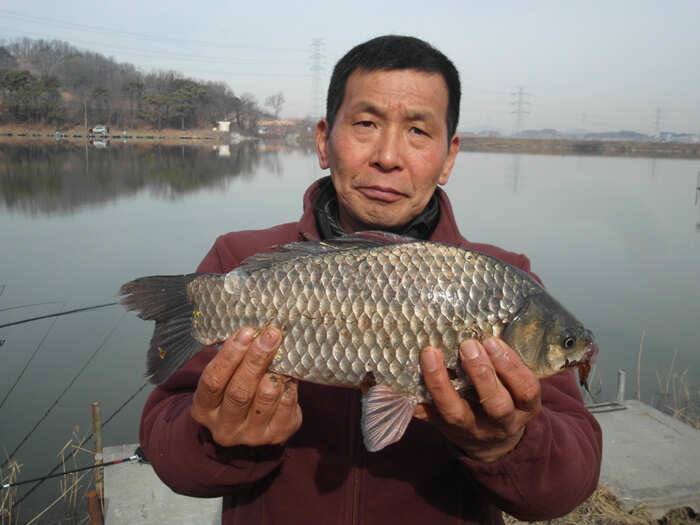 오랜만에 4짜붕어와 함께한 주말조황정보 (유료터정보 - 유료터점주조황)