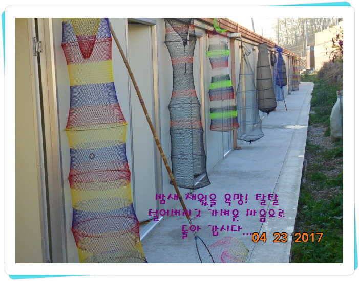 도심속의 작은 쉼터 화성 관리 낚시터입니다 (유료터정보 - 유료터점주조황)