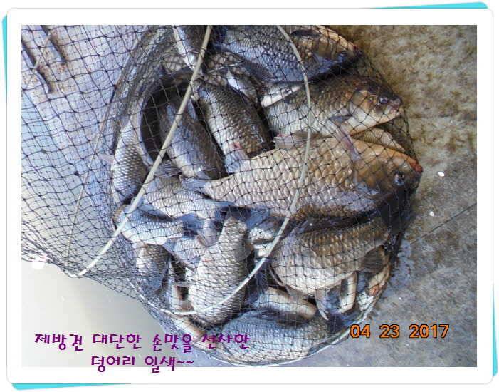 도심속의 작은 쉼터 화성 관리 낚시터입니다 (유료터정보 - 유료터점주조황)