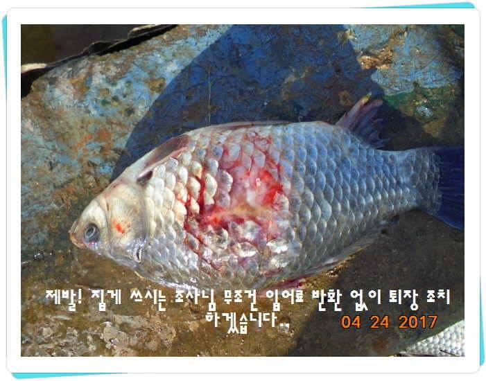 도심속의 작은 쉼터 화성 관리 낚시터입니다 (유료터정보 - 유료터점주조황)