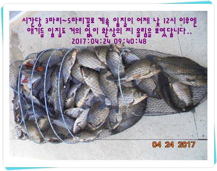도심속의 작은 쉼터 화성 관리 낚시터입니다 (유료터정보 - 유료터점주조황)