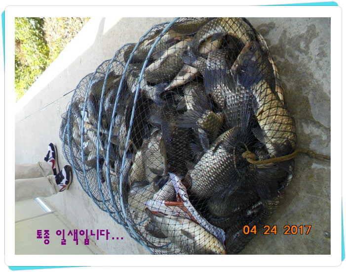 도심속의 작은 쉼터 화성 관리 낚시터입니다 (유료터정보 - 유료터점주조황)