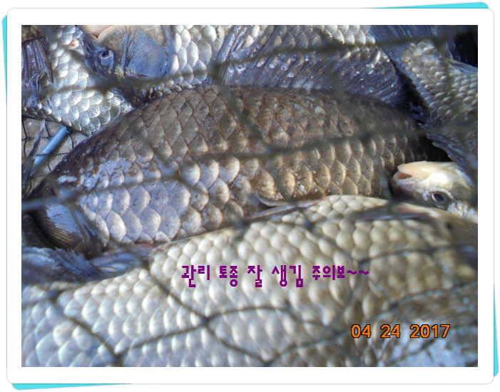 도심속의 작은 쉼터 화성 관리 낚시터입니다 (유료터정보 - 유료터점주조황)