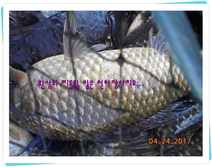 도심속의 작은 쉼터 화성 관리 낚시터입니다 (유료터정보 - 유료터점주조황)