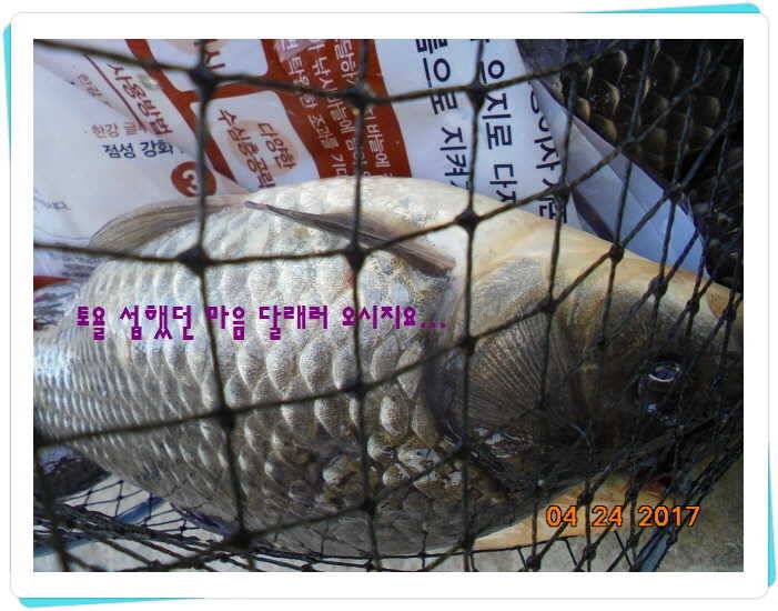도심속의 작은 쉼터 화성 관리 낚시터입니다 (유료터정보 - 유료터점주조황)