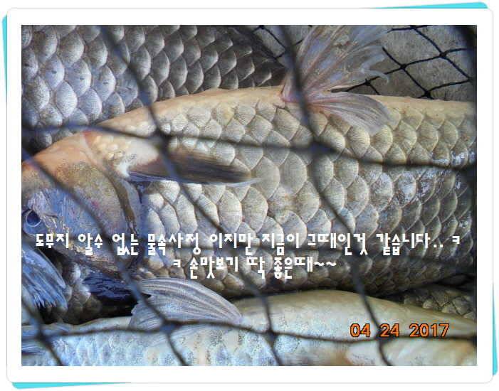 도심속의 작은 쉼터 화성 관리 낚시터입니다 (유료터정보 - 유료터점주조황)