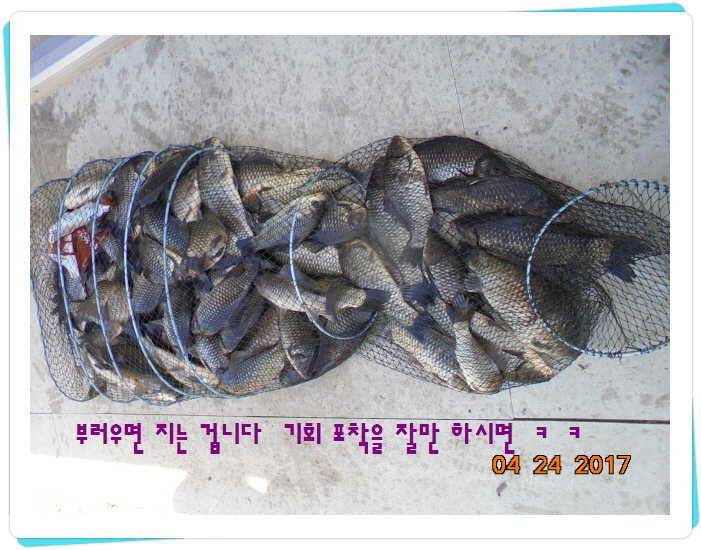 도심속의 작은 쉼터 화성 관리 낚시터입니다 (유료터정보 - 유료터점주조황)