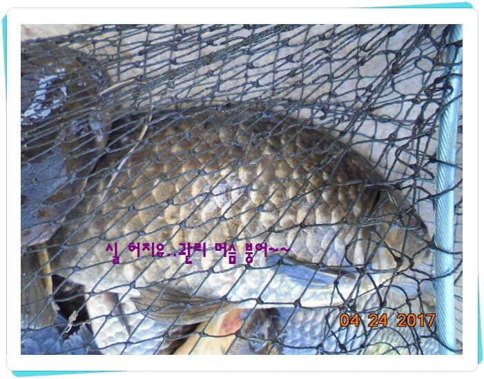 도심속의 작은 쉼터 화성 관리 낚시터입니다 (유료터정보 - 유료터점주조황)
