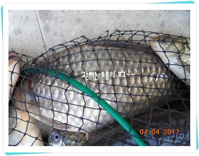 도심속의 작은 쉼터 화성 관리 낚시터입니다대박입니다 (유료터정보 - 유료터점주조황)