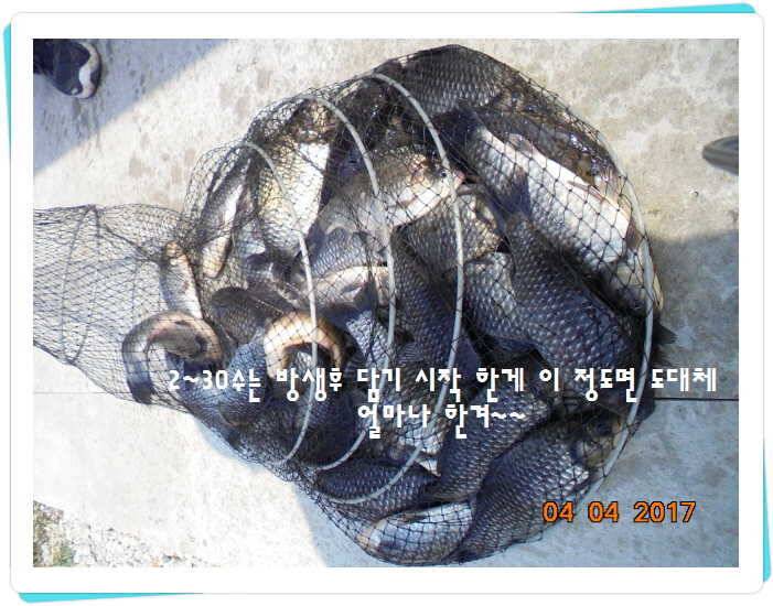 도심속의 작은 쉼터 화성 관리 낚시터입니다대박입니다 (유료터정보 - 유료터점주조황)