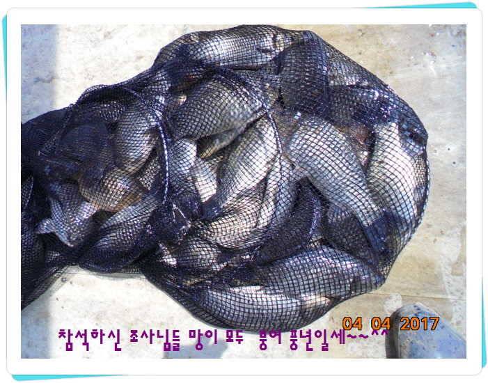 도심속의 작은 쉼터 화성 관리 낚시터입니다대박입니다 (유료터정보 - 유료터점주조황)
