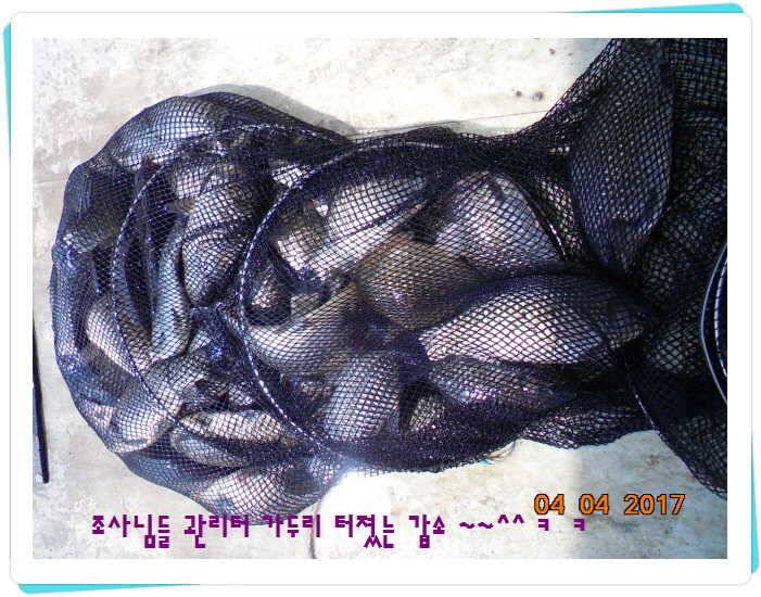 도심속의 작은 쉼터 화성 관리 낚시터입니다대박입니다 (유료터정보 - 유료터점주조황)