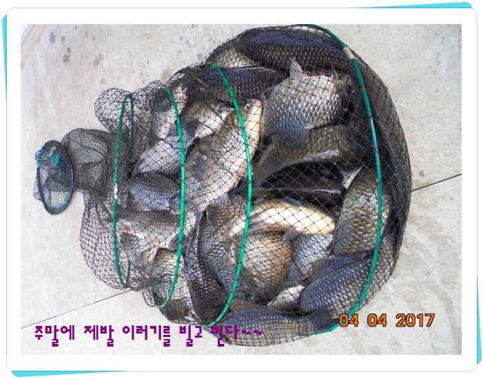 도심속의 작은 쉼터 화성 관리 낚시터입니다 (유료터정보 - 유료터점주조황)