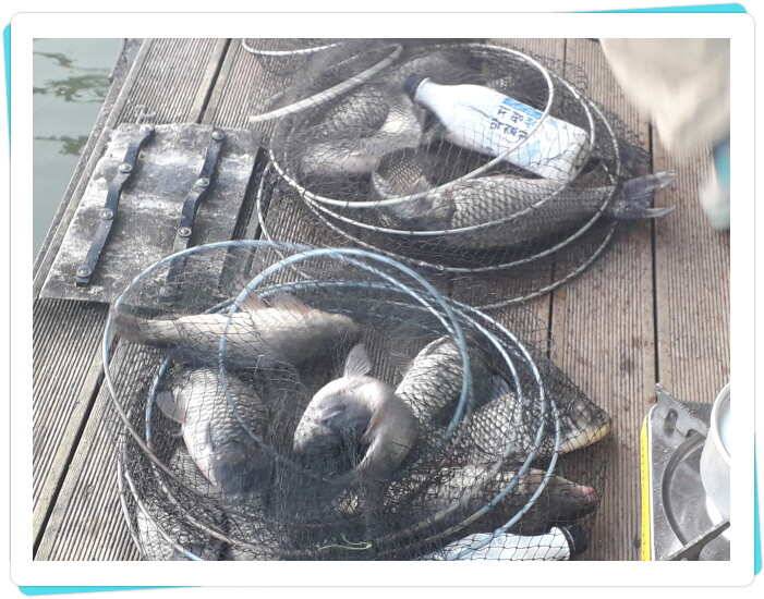 양평 수곡낚시터 10월 첫주 주중조황 안내 (유료터정보 - 유료터점주조황)