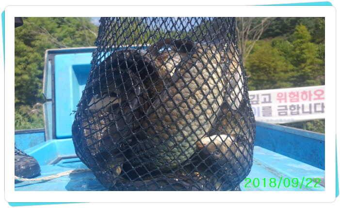 양평 수곡낚시터 호조황및 붕어 대량방류 이어졌습니다 (유료터정보 - 유료터점주조황)