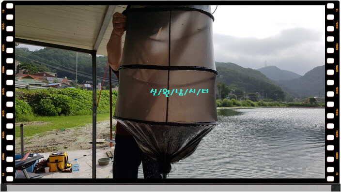 신원낚시터7월 마지막주 조황소식입니다 (유료터정보 - 유료터점주조황)