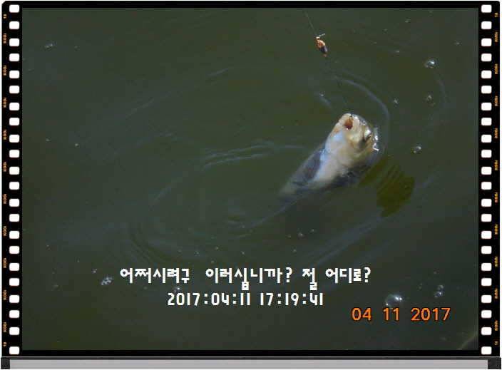 도심속의 작은 쉼터 화성 관리 낚시터입니다 (유료터정보 - 유료터점주조황)