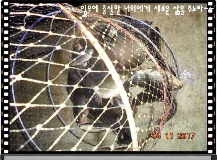 도심속의 작은 쉼터 화성 관리 낚시터입니다 (유료터정보 - 유료터점주조황)